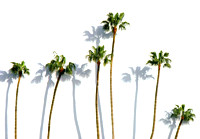 Palm Trees - Los Angeles, CA 1985